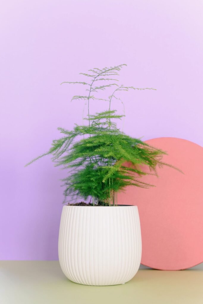 Asparagus Fern